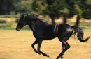 Black horse galloping