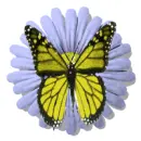 fl