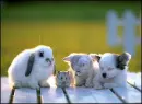 Cute