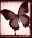 Old Butterflies