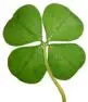 four leaf clover