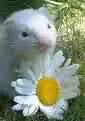 Ferret with Daisy