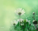 Daisies