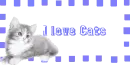 i love cats