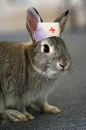 nurse