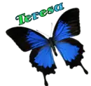 Teresa Butterfly
