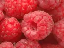 fruit
