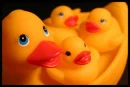 quack-quack 