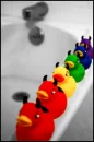 quack-quack 