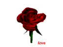 red rose 