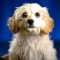Bailey