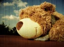 bear