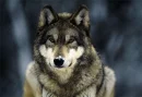 The Wolf