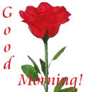 GOOD MORNING ROSE