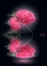 pink rose