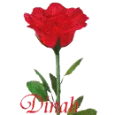 DINAH ROSE