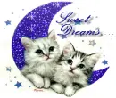 moon cats