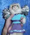 Ferret cheerleader