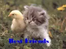 Best Friends