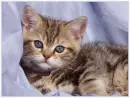 Kitten