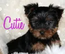 Cute yorkie with bubbles