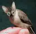 Cat Bird
