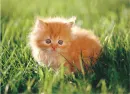 Kitten