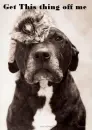Kitten and Dog