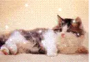 Cute Kitten