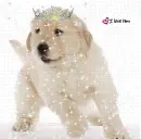 Puppy