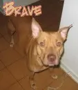 American Pit bull Terrier 