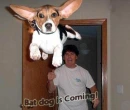 Bat Dog