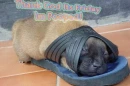 Sleeping puppy