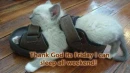 sleeping kitty