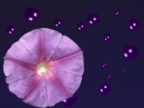 purple flower