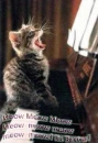 Kitten singing