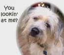 You lookin' at me?