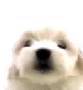 CUTE PUPPIE