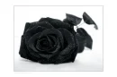 Black rose