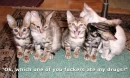 wack kitty
