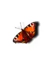 The butterfly