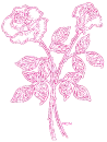 Pink Roses
