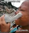 funny cat