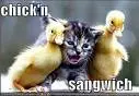chicken sandwich