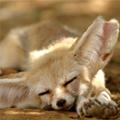 animals rawk