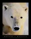 polar bears