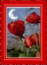 moonlight rose