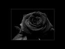 blackrose