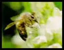 buzzzzzzzzz