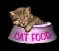 Kitten in Cat food Bowl